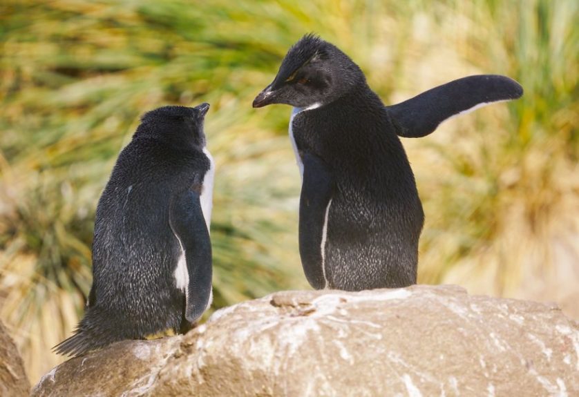 Achim sterna o pinguinos hablando