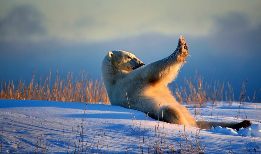 Qiusheng bronceado axilar oso polar