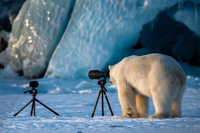 Roie galitz oso polar fotografo