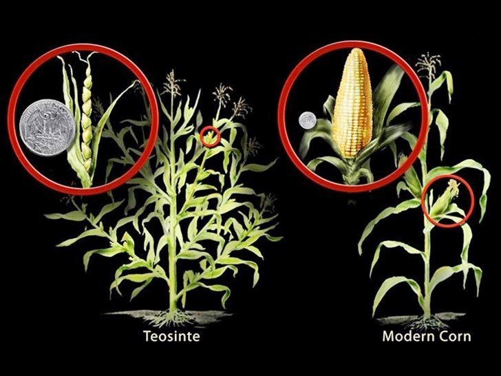 Teosintle vs maiz moderno