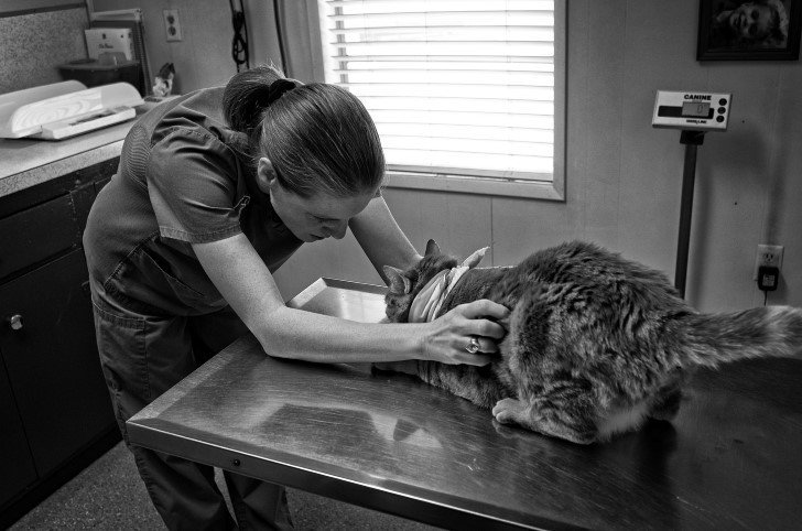 veterinaria revisa gato
