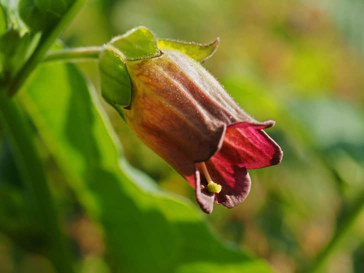 flor de Atropa belladonna