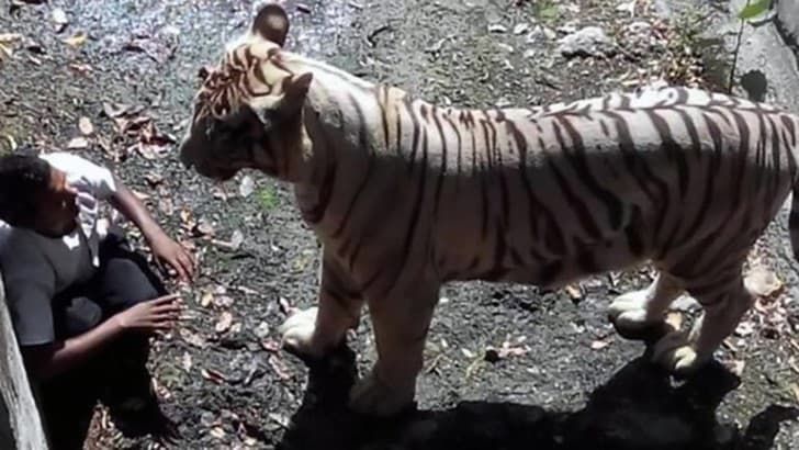 tigre blanco nueva delhi