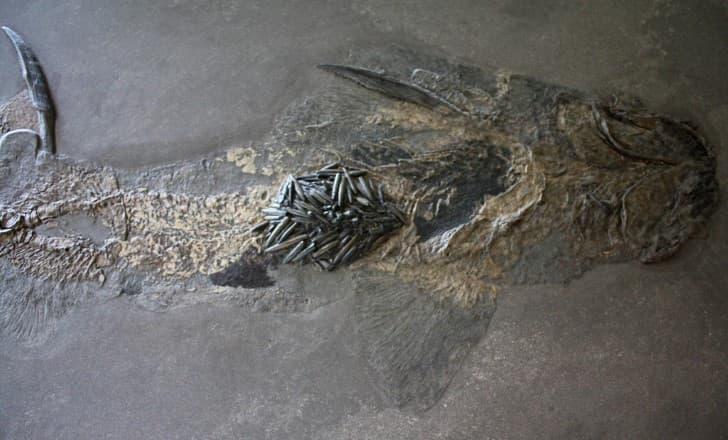 Hybodus hauffianus fosil
