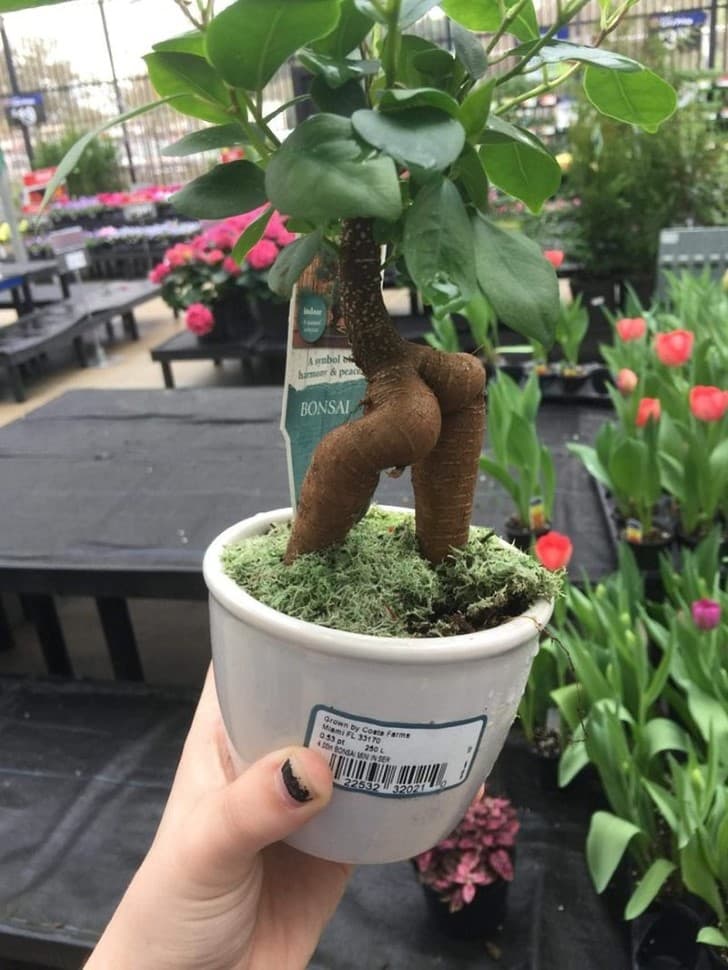 planta bonsai con traseo