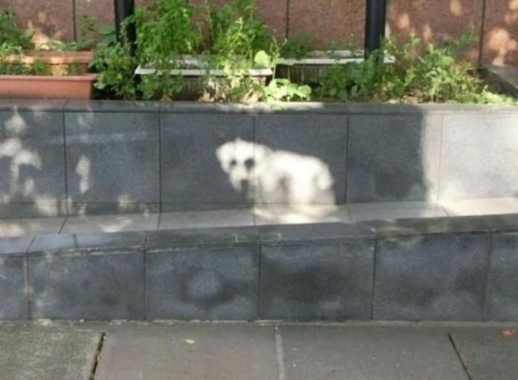 silueta perro sol