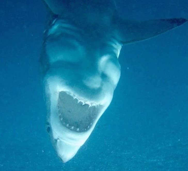 tiburon rostro diabolico