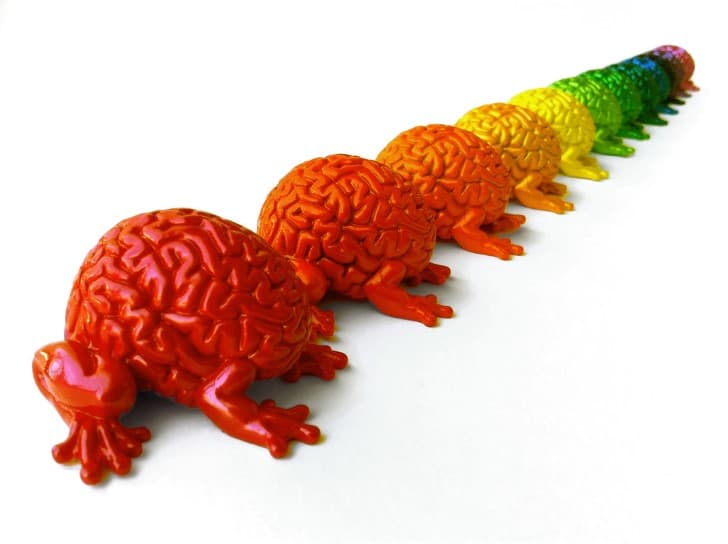 cerebros de muchos colores