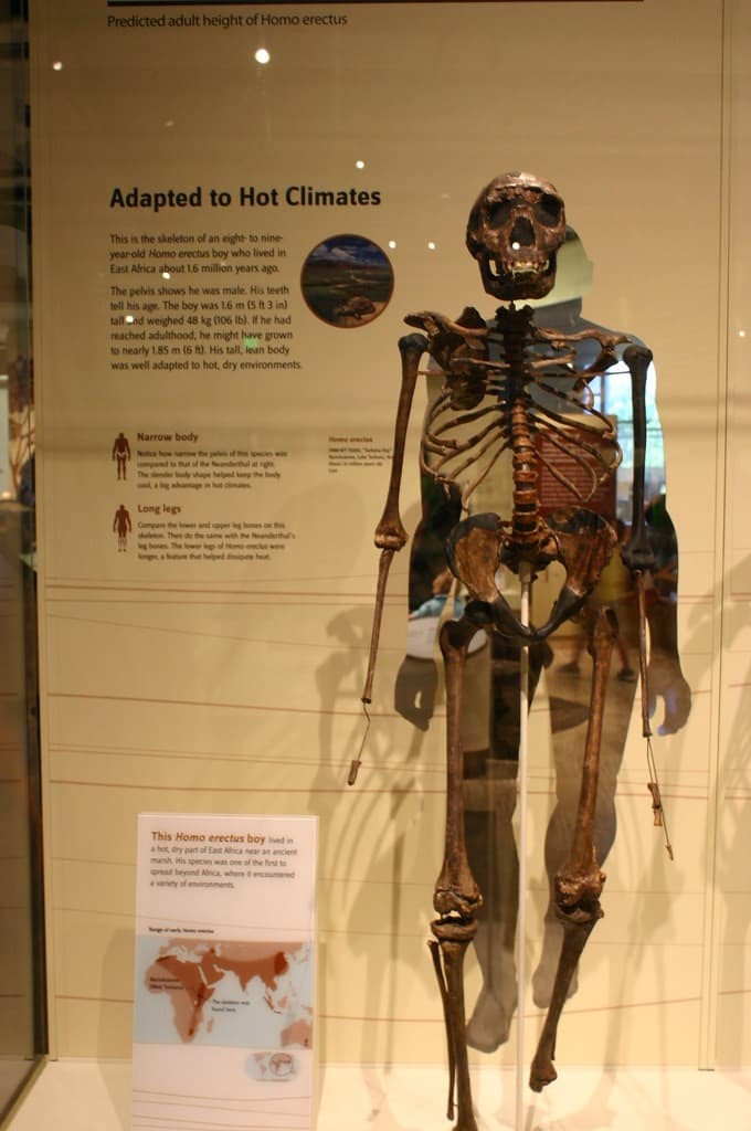 esqueleto de un homo erectus