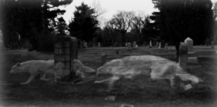 lobos en un cementerio
