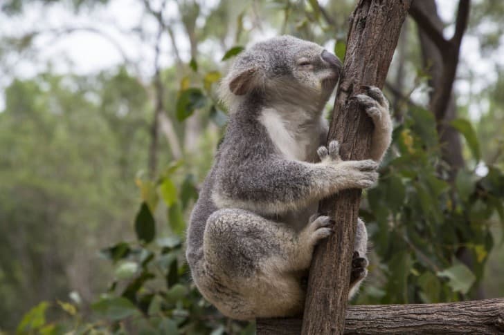 koala sobre una rama