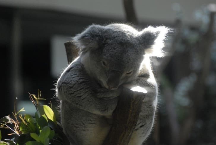 koala zoologico