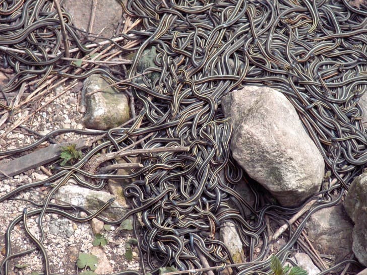 miles de serpientes en Narcisse Manitoba Canada