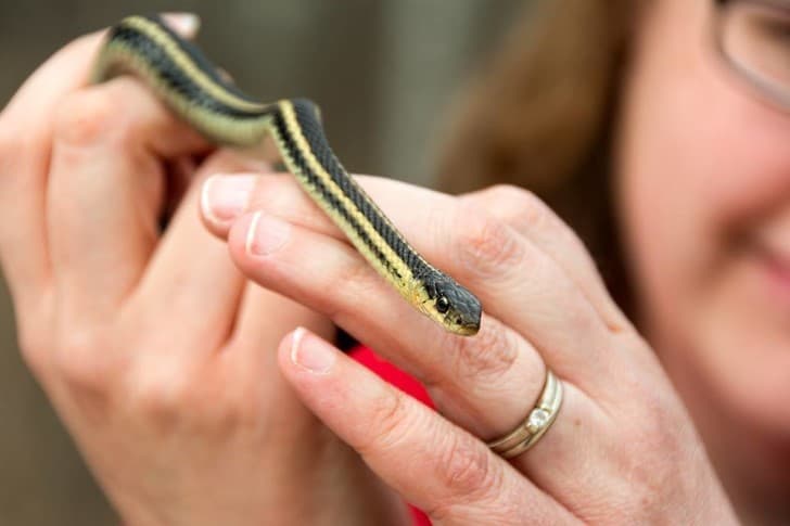 mujer manipulando a una serpiente