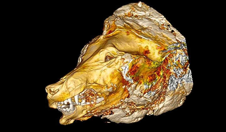 scan 3D cabeza de lobo primitivo