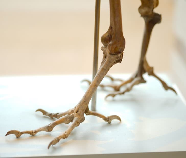 patas de un dodo
