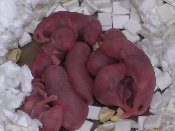 ratones recien nacidos