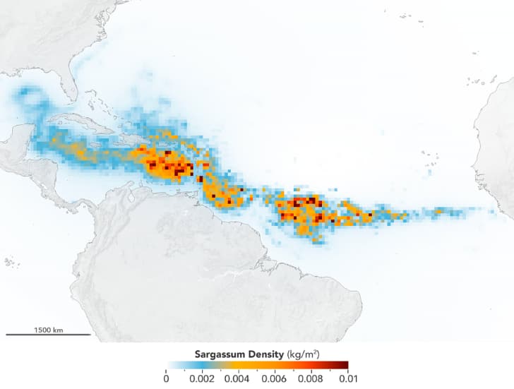 sargazo densidad en el oceano atlantico
