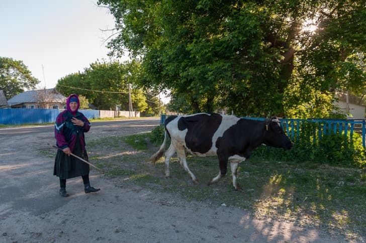 mujer arreando vaca zona de exclusion