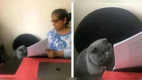 el meme del gato en el examen