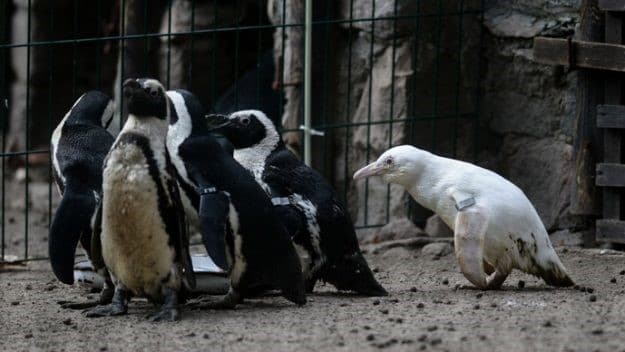 pinguino albino en el zoologico de polonia