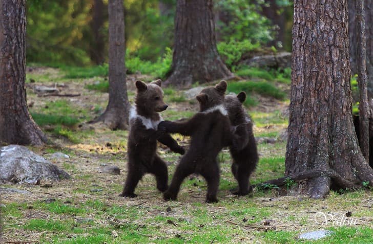 osos bailando en el bosque