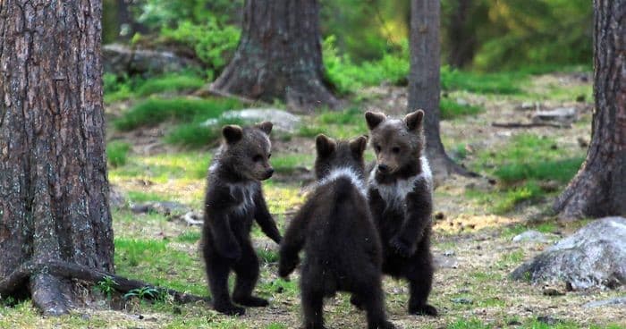 osos jugando en el bosque