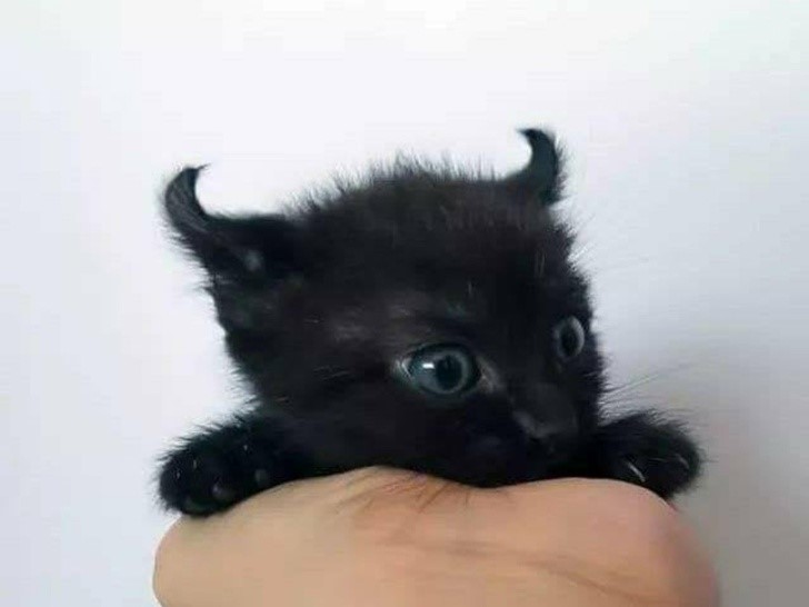 gatito con cuerno negro