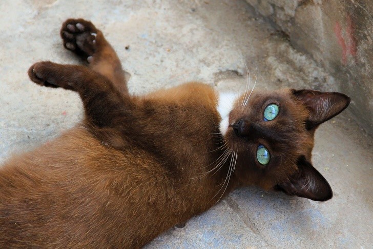 gato ahumado ojos hermosos