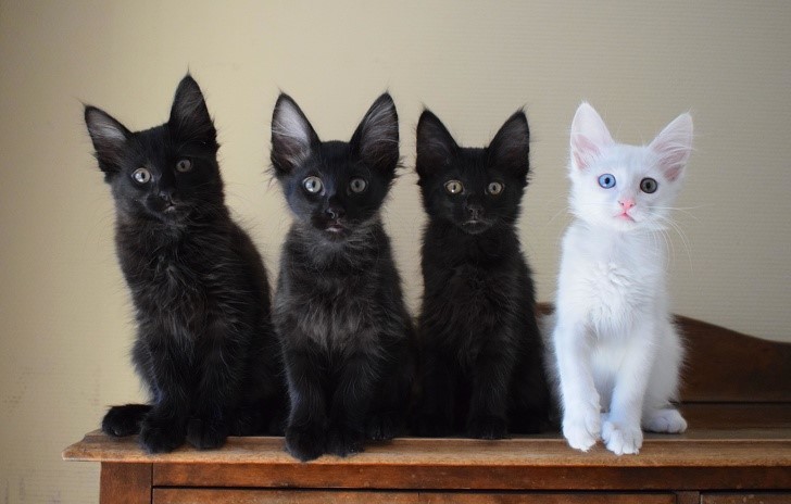 gato blanco ermanos negros