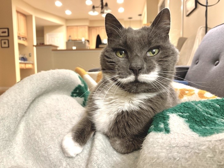 gato presumido con bigote ingles