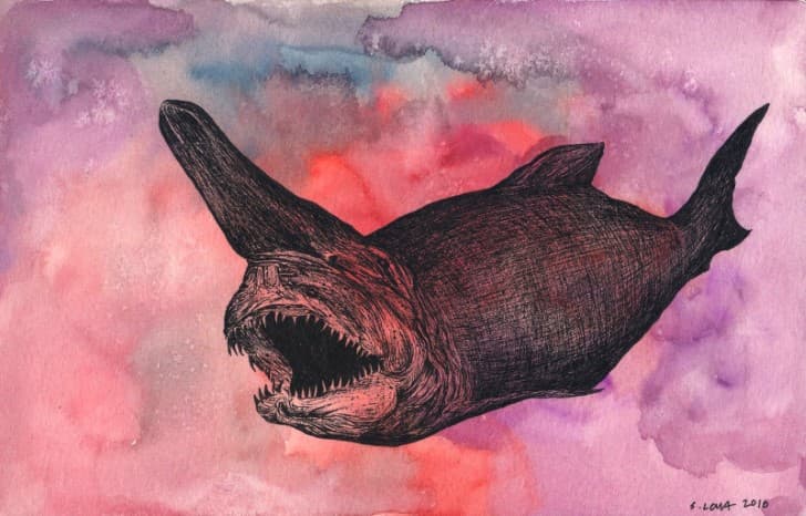 tiburon duende ilustracion
