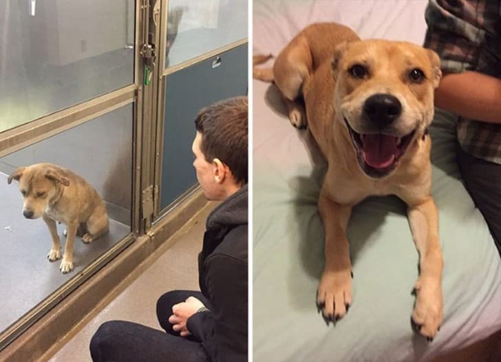 perro adoptado antes y despues