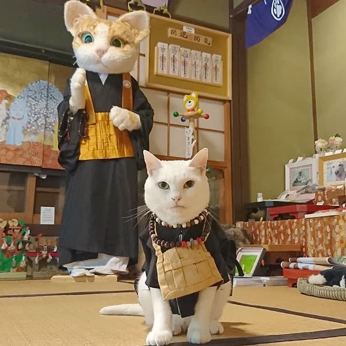 Nyan Nyan Ji Templo o Cafeteria Japones de gatos (1)