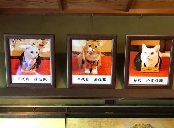 Nyan Nyan Ji Templo o Cafeteria Japones de gatos (10)
