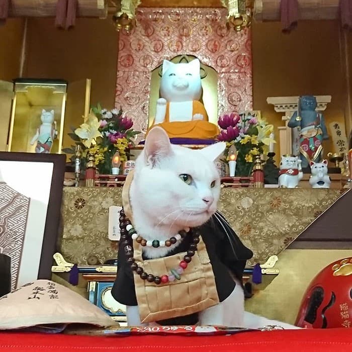 Nyan Nyan Ji Templo o Cafeteria Japones de gatos (3)