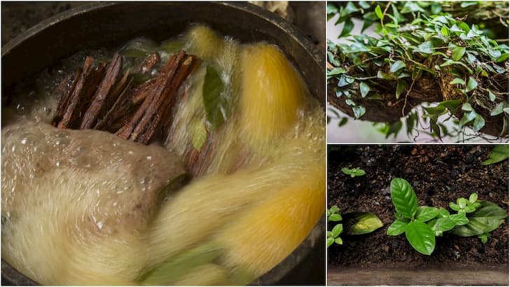 Preparacion de la ayahuasca(1)