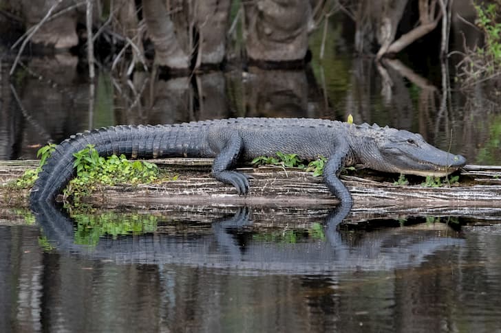 aligátor americano Alligator mississippiensis(1)