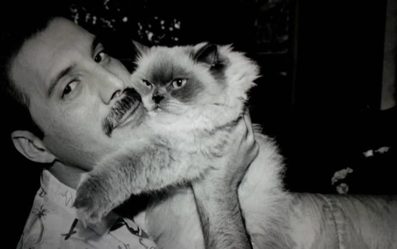 Freddie Mercury mimando a su gato siames