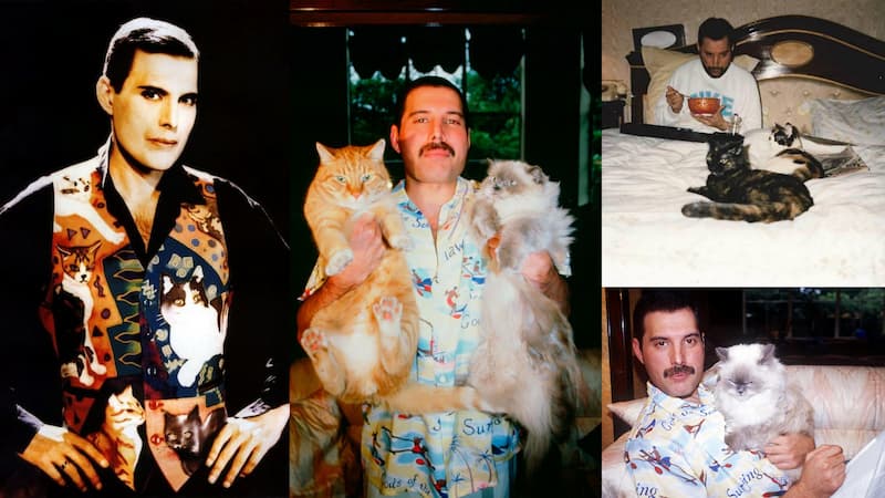 Freddie Mercury y los gatos(1)