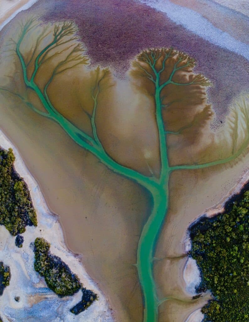 lago Cakora arbol de la vida en Australia (2)