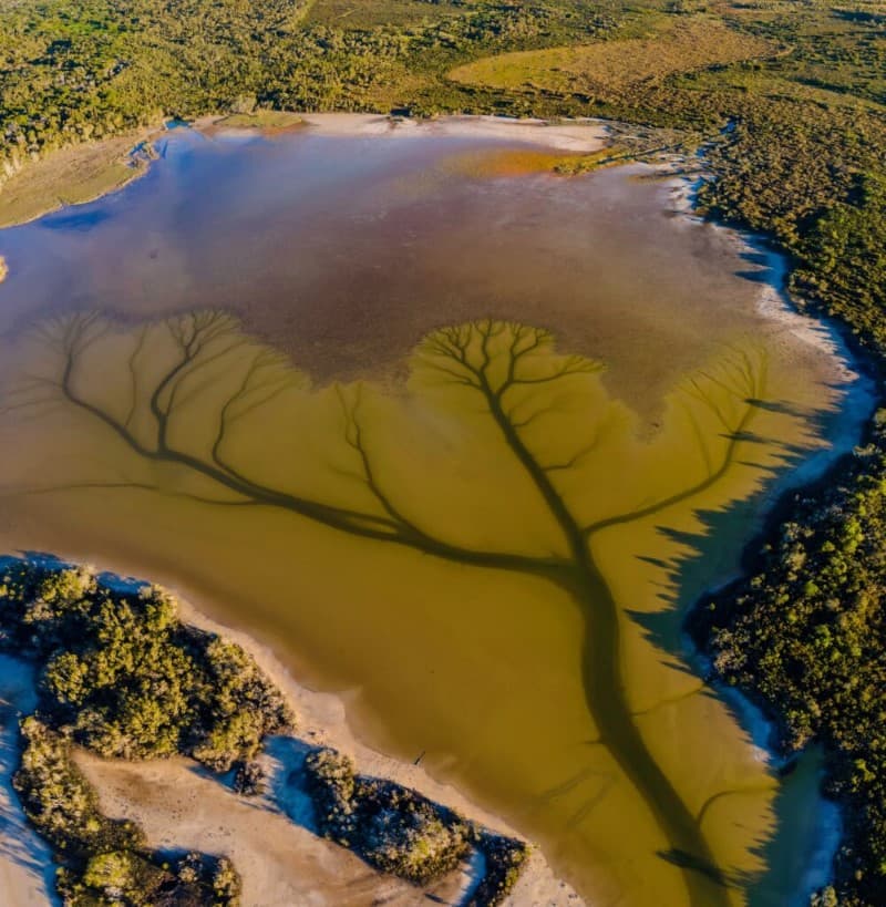 lago Cakora arbol de la vida en Australia (7)