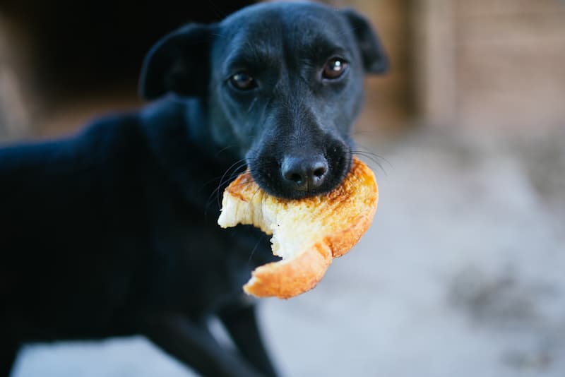 perro comiendo pan(1)