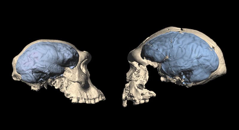 Homo de Dmanisi comparacion de cerebro(1)
