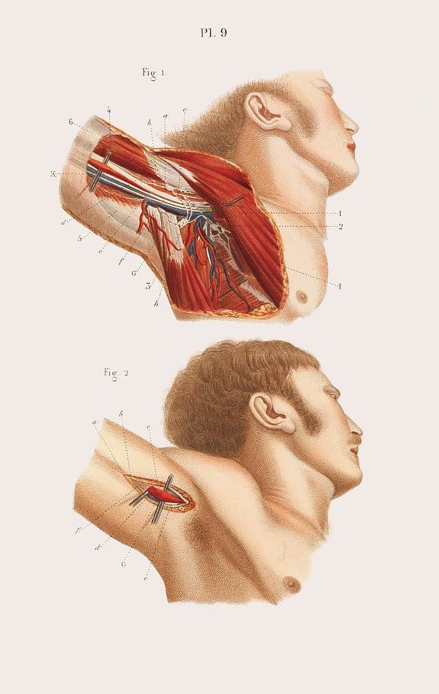anatomia de la axila