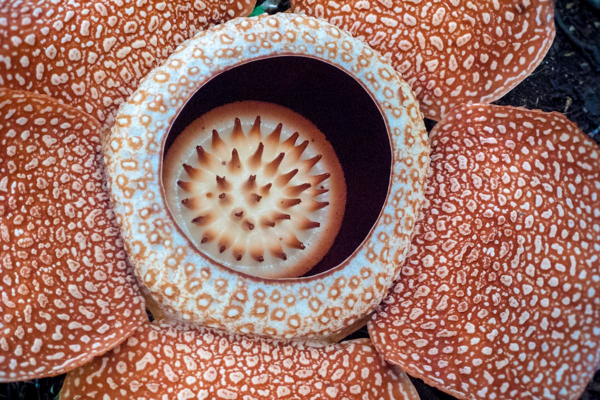 5 de las plantas más extrañas del mundo | Marcianos