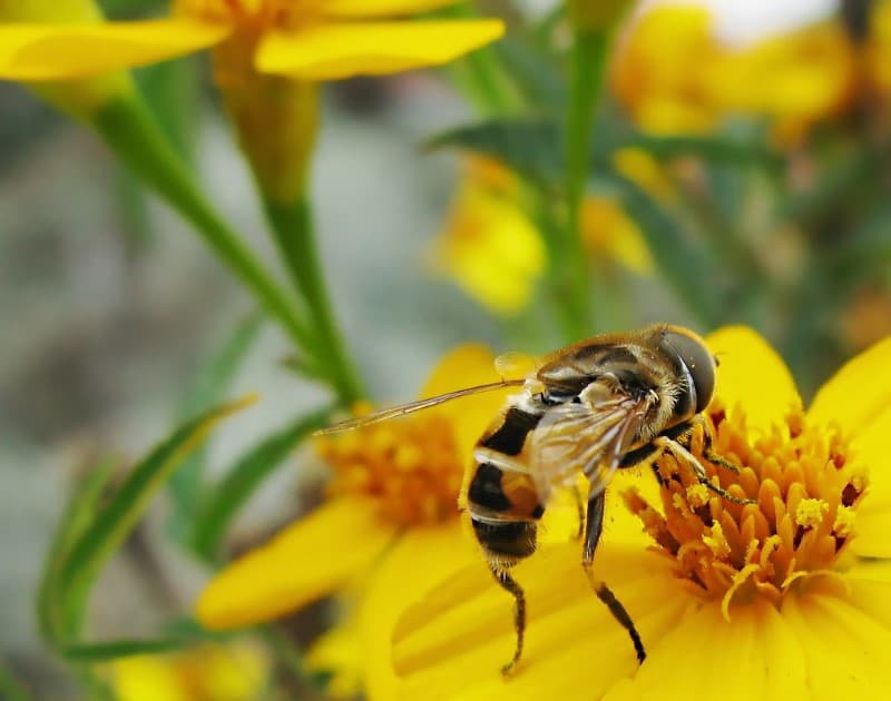 abeja sobre una flor amarilla