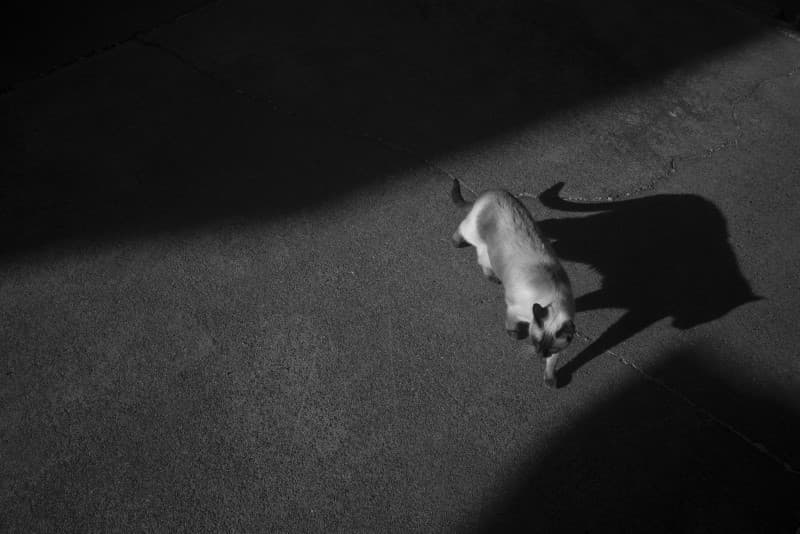 gato caminando en la oscuridad