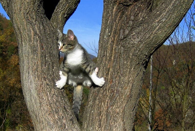 gato escalando un arbol