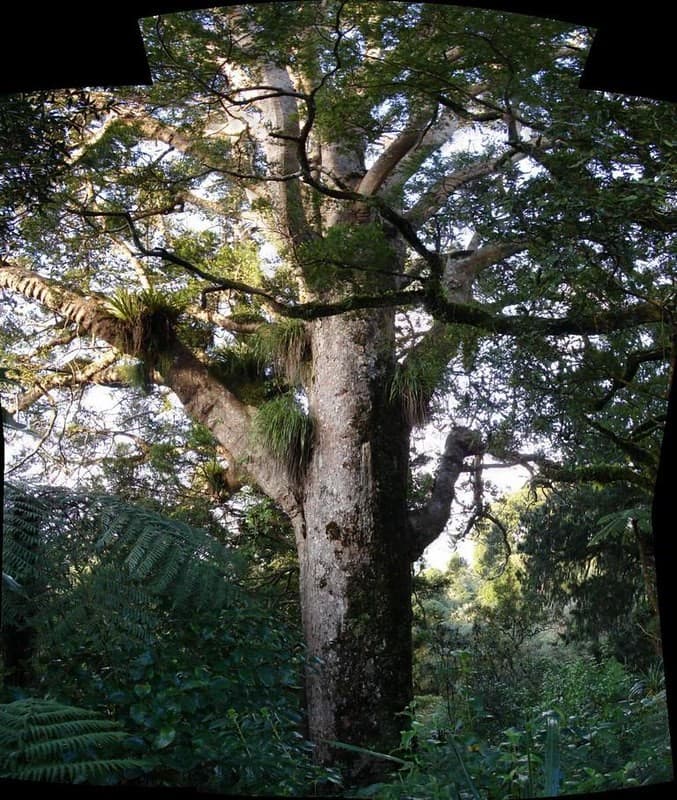 árbol vampiro de Nueva Zelanda